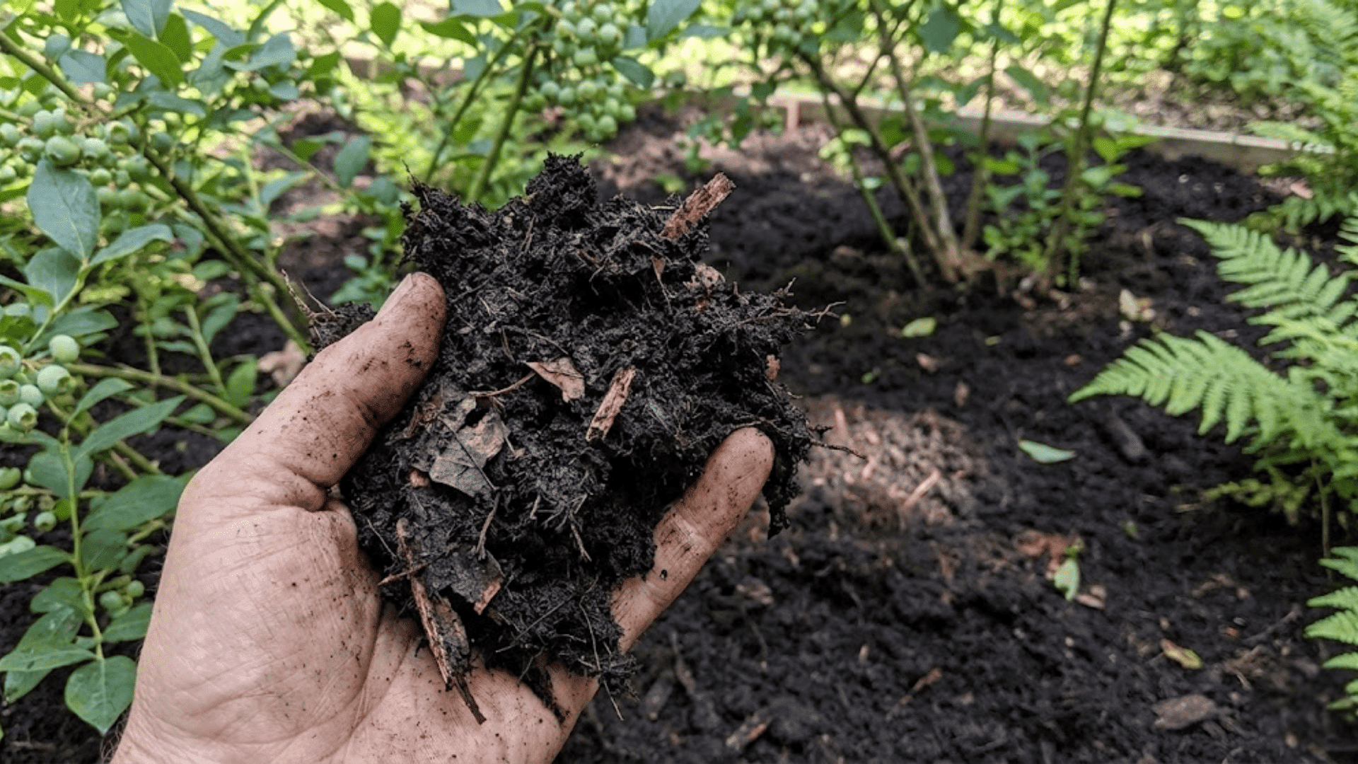 peaty soil