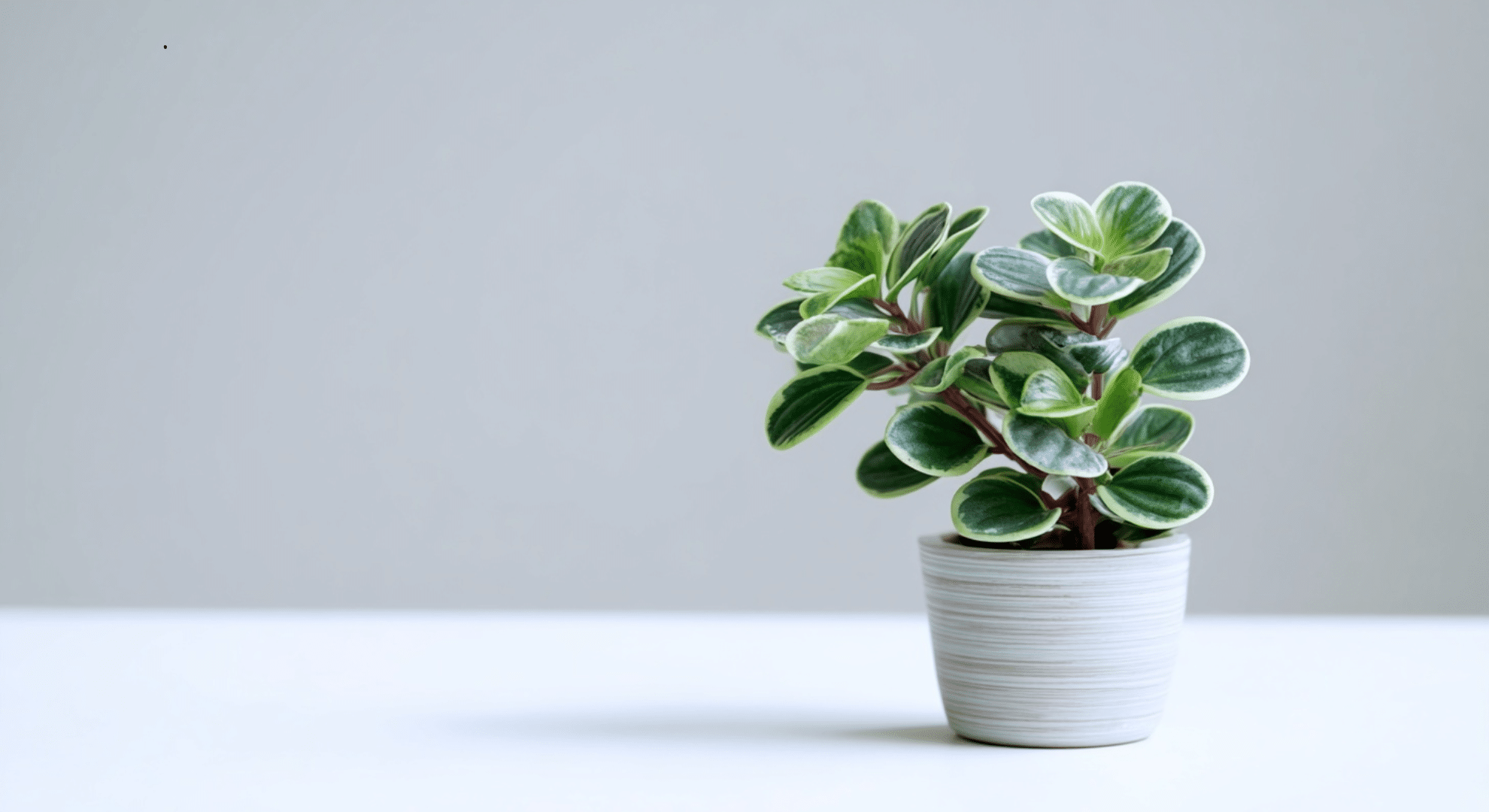 peperomia with small rounded textured leaves in green growing compact in a pot