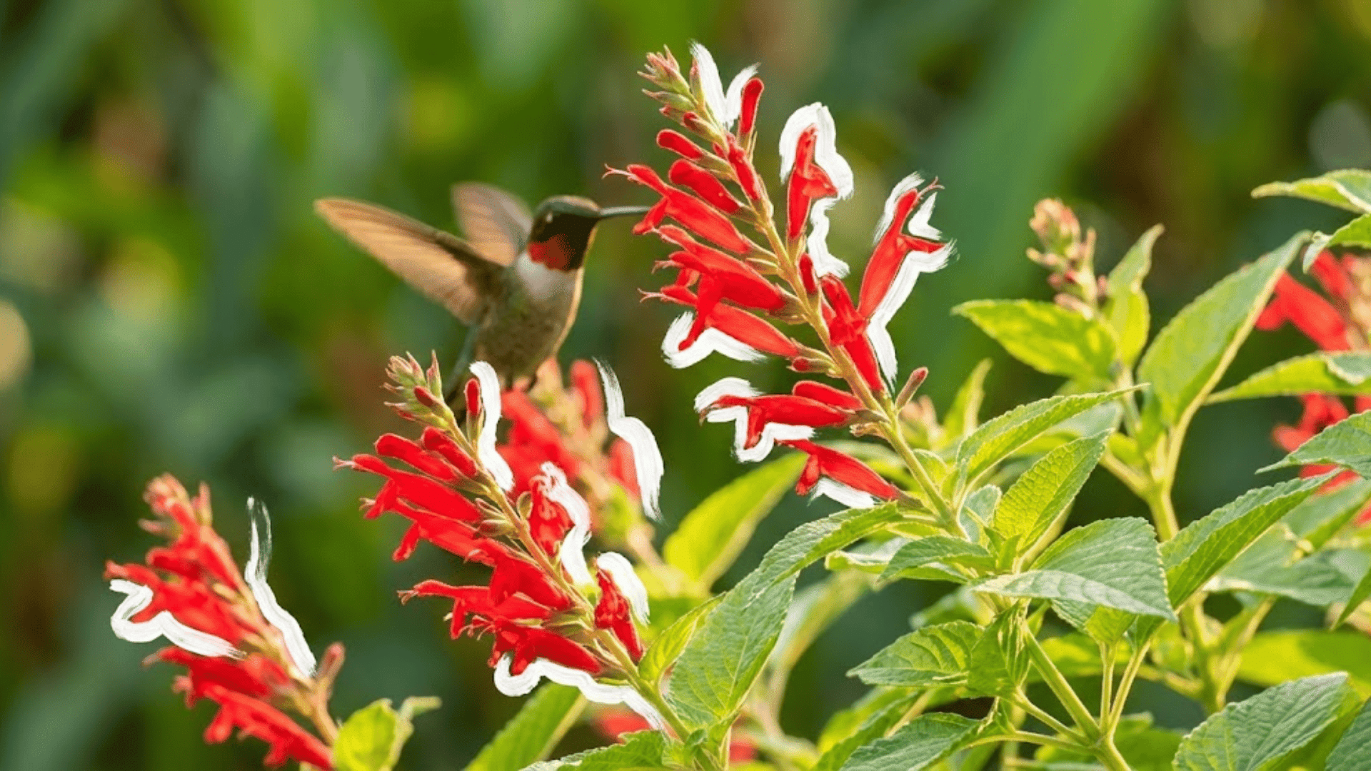 pineapple sage