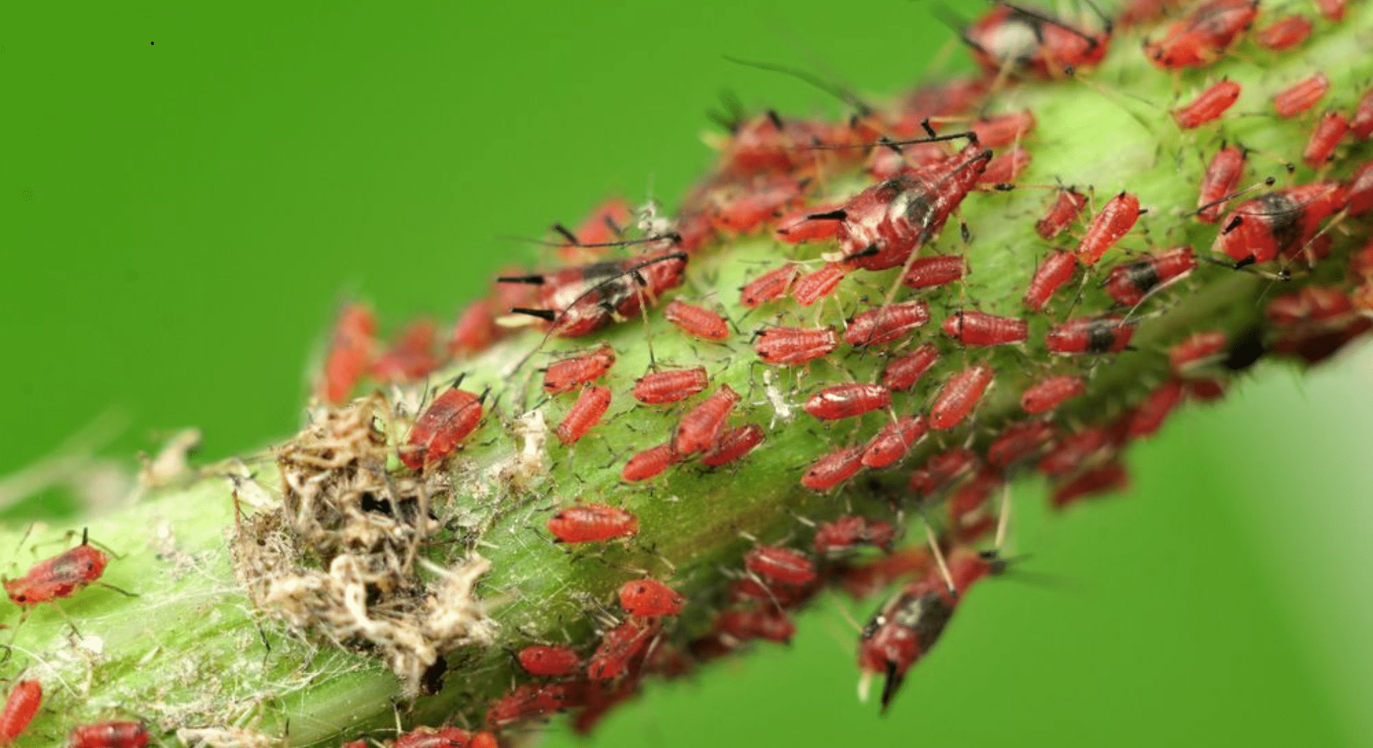 pink aphids