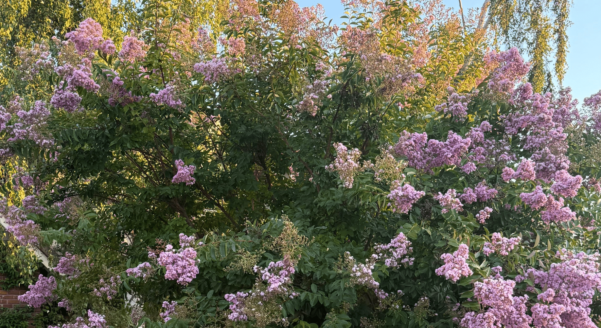 planting your crepe myrtle for long term success