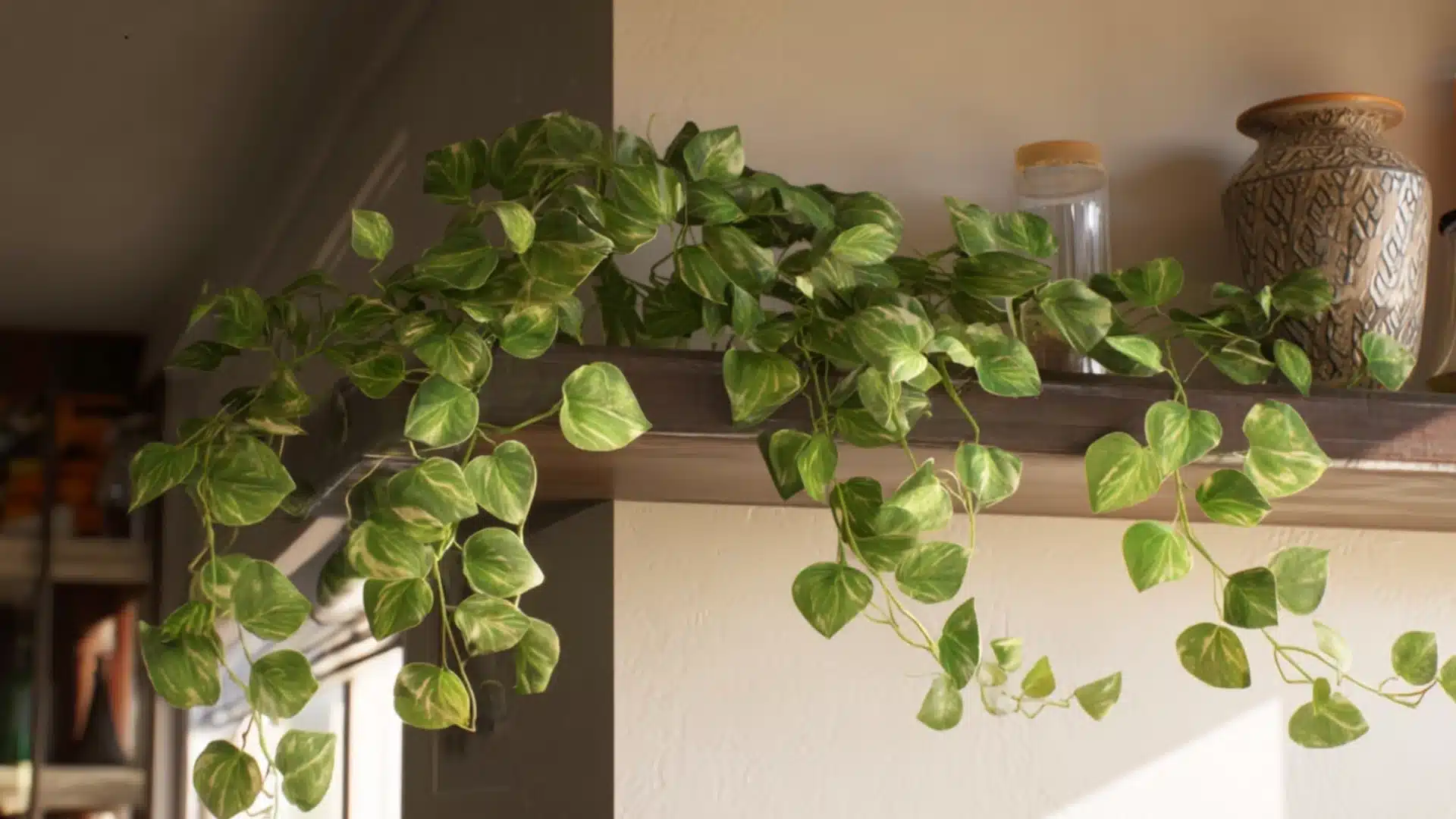pothos plant with trailing heart shaped green leaves cascading from a shelf in a bright indoor space