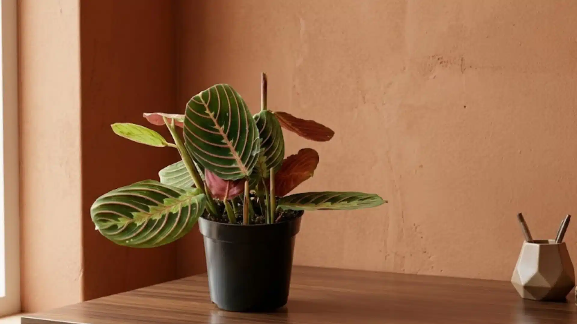 prayer plant with oval green leaves and pink veins growing in a black pot on a wooden desk