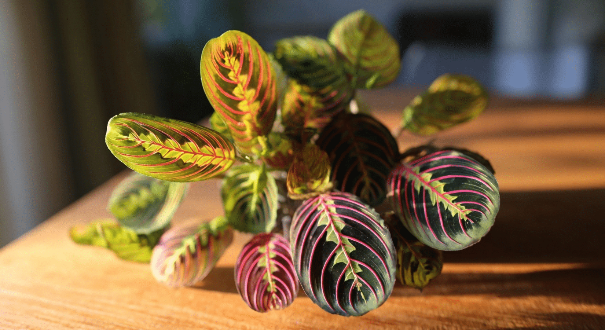 prayer plant with oval leaves showing red veins and purple undersides on stems