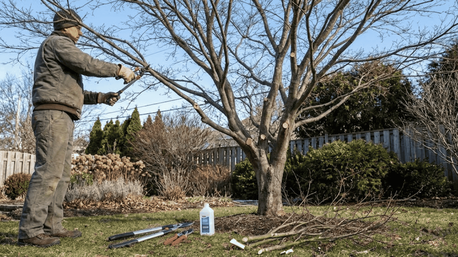 pruning and shaping japanese maple trees