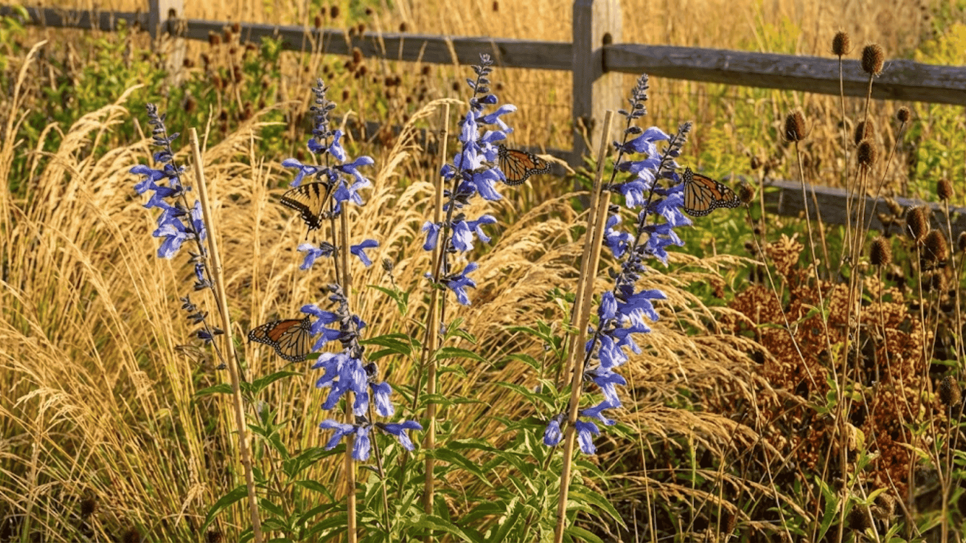 purple pitcher sage
