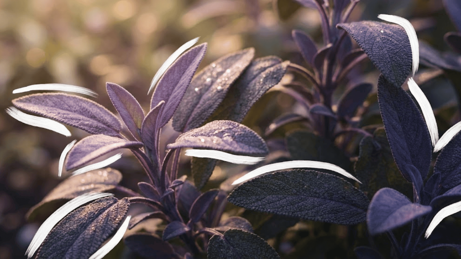 purple sage