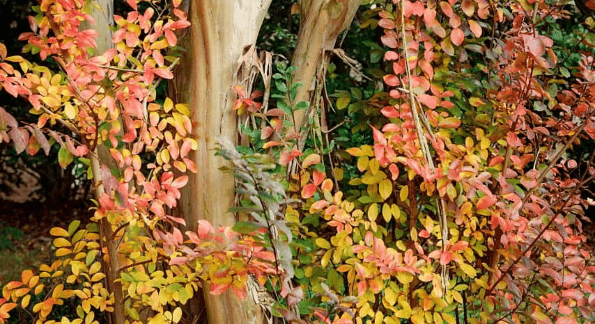 recognizing signs of overwatering and underwatering