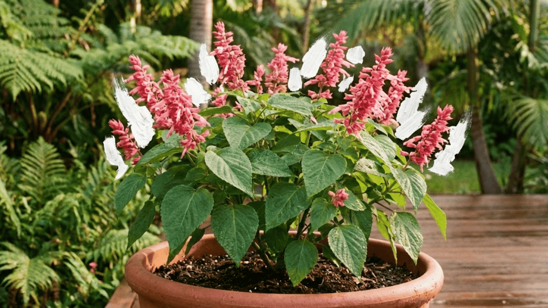 rosy leaf sage