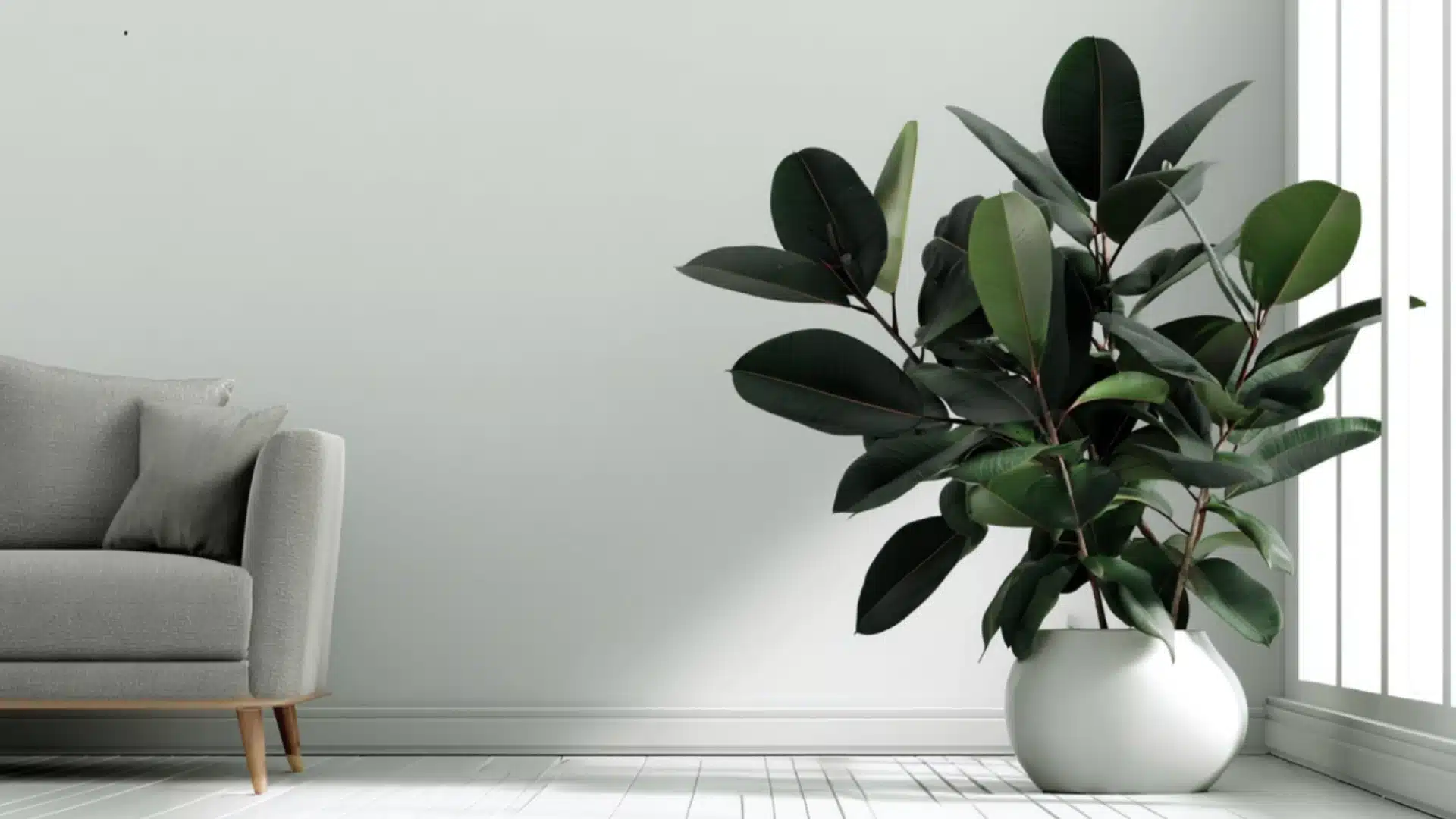 rubber plant with large glossy dark green leaves growing in a white pot beside a bright living room window