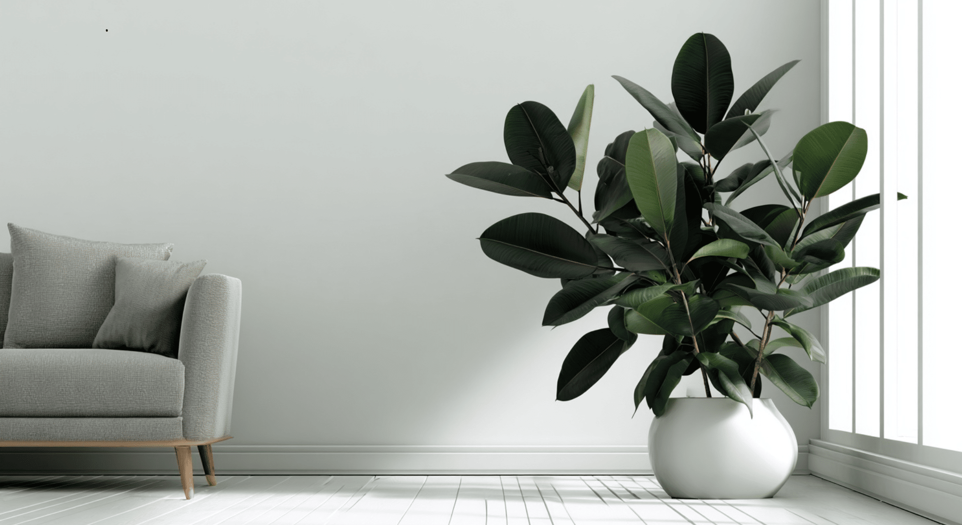 rubber plant with large glossy dark green leaves on a tall upright stem in a pot in a room