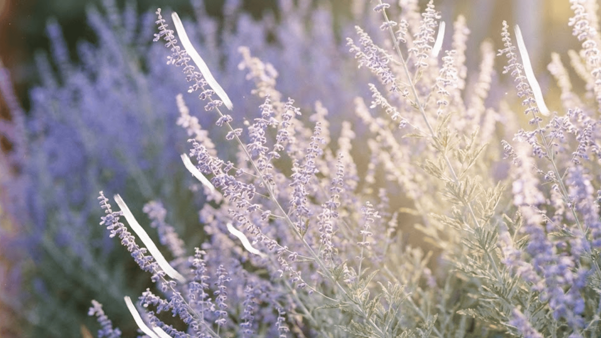 russian sage