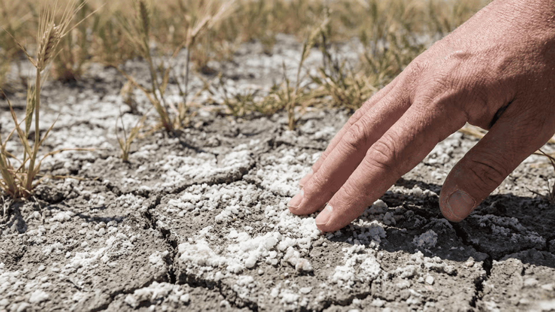 saline or alkaline soil