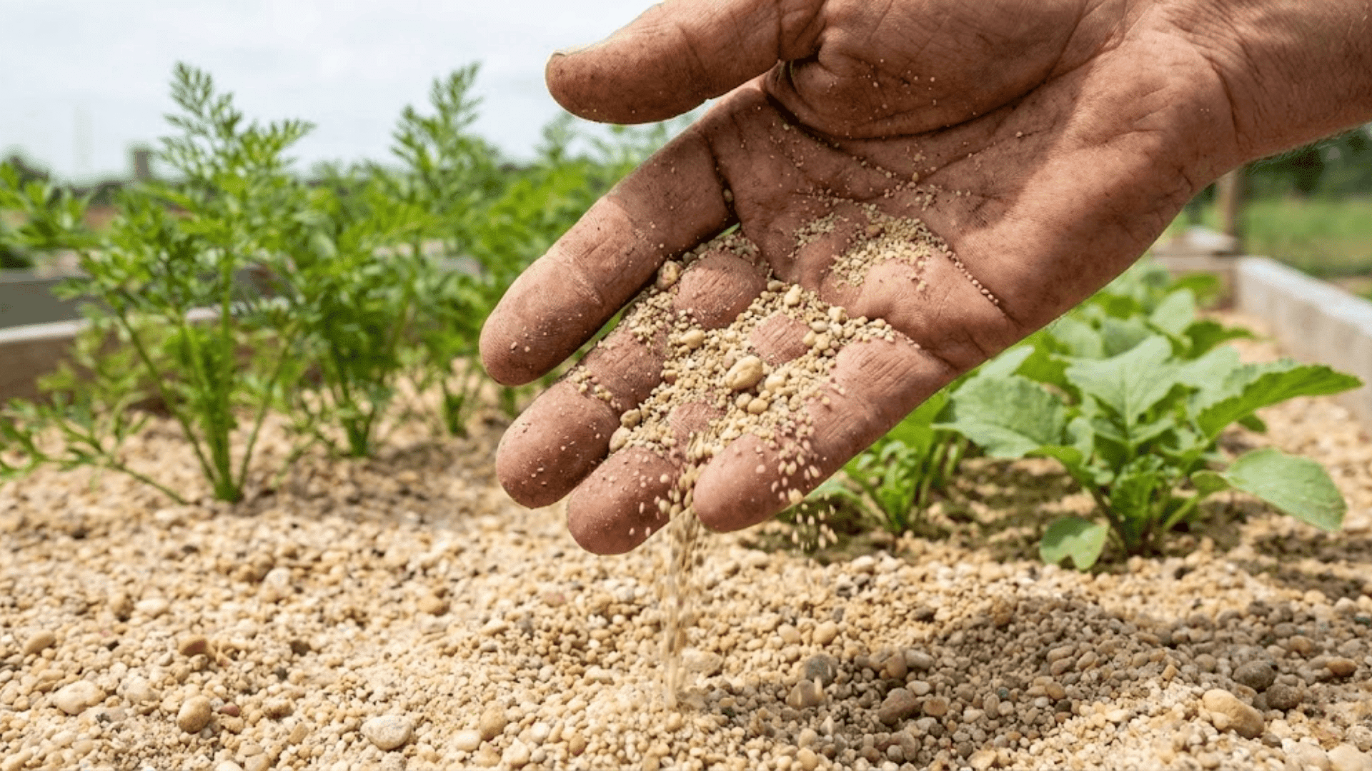 sandy soil