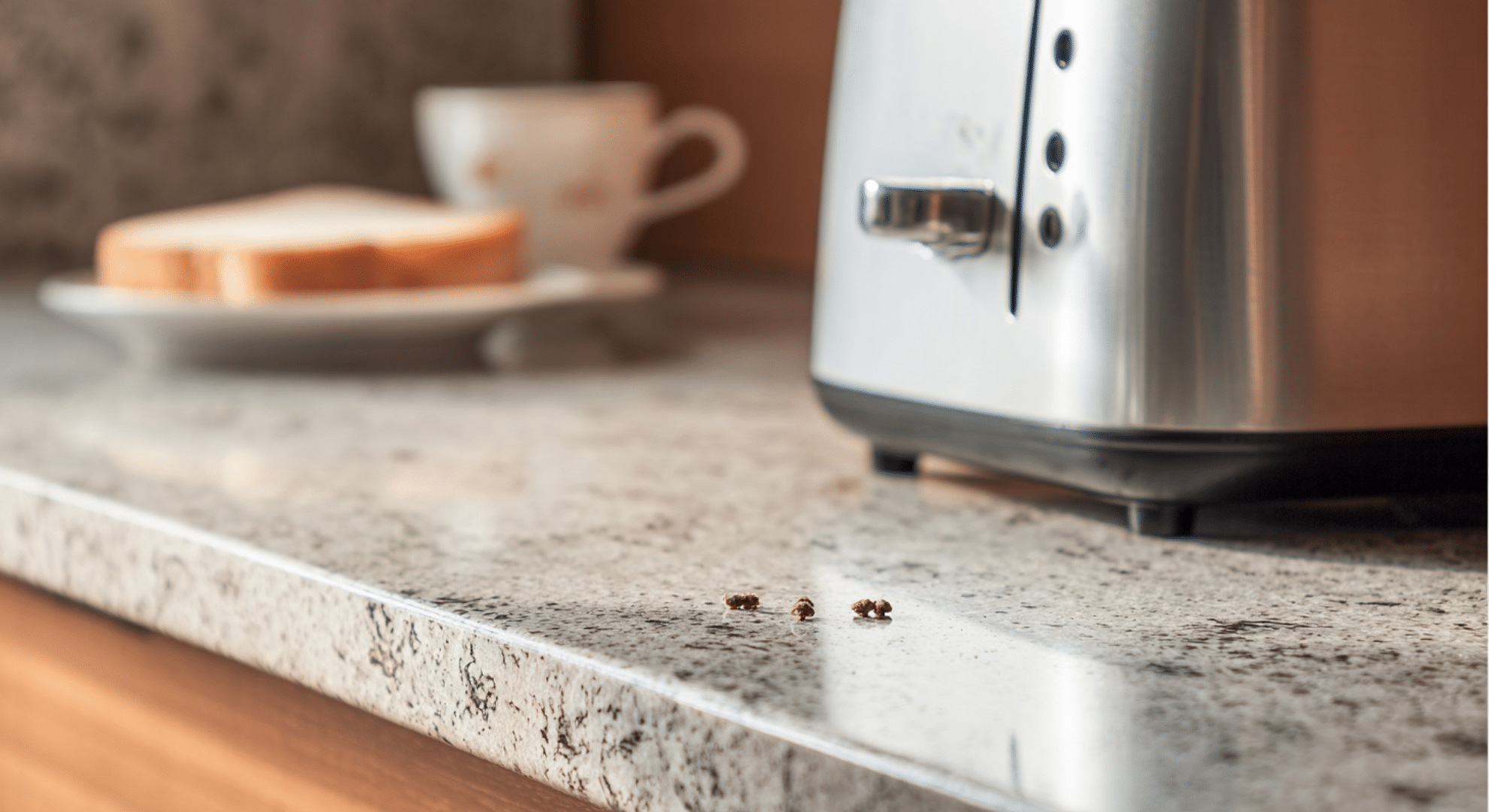 signs mice are living inside your walls