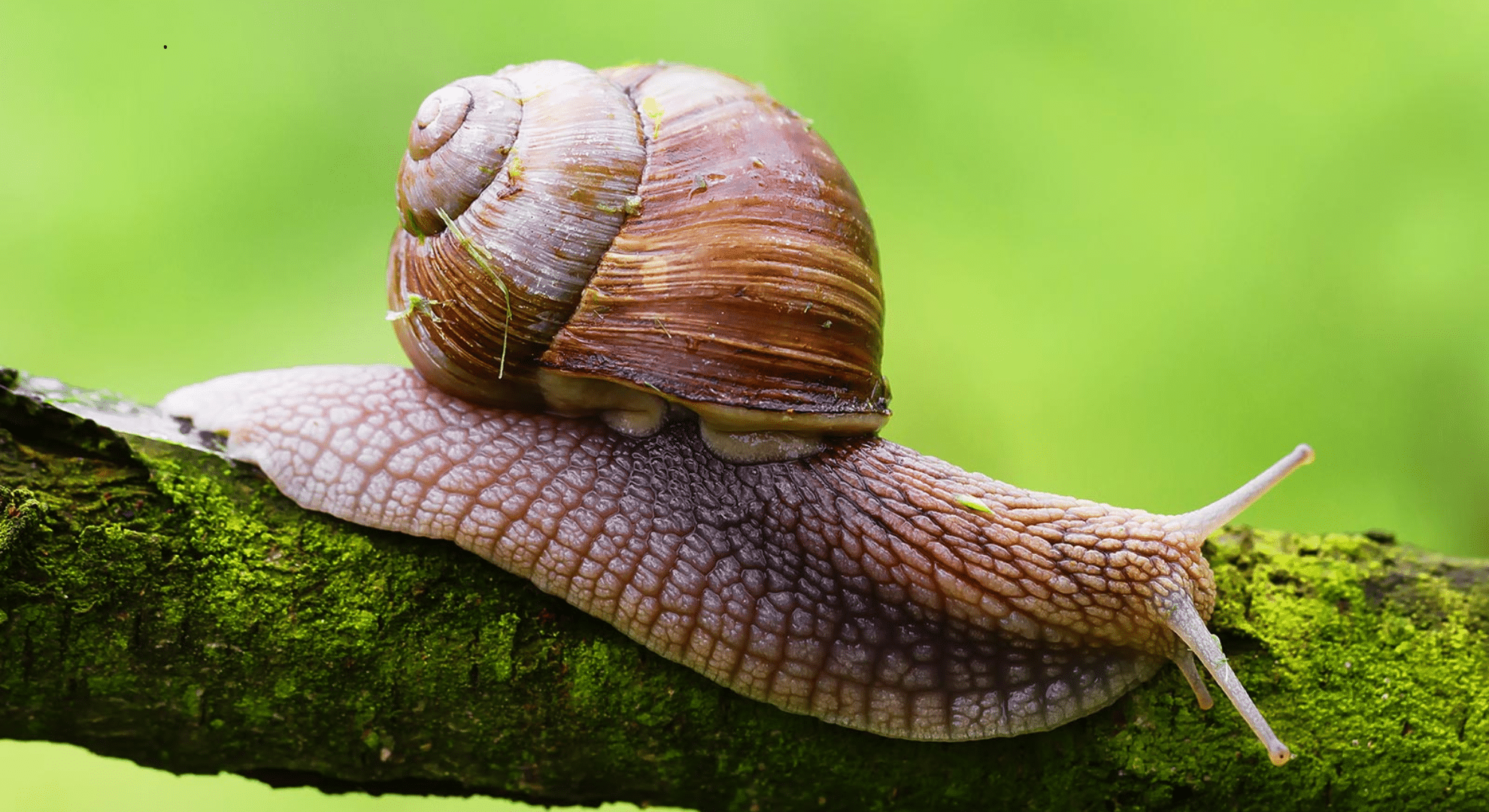 slugsandsnails