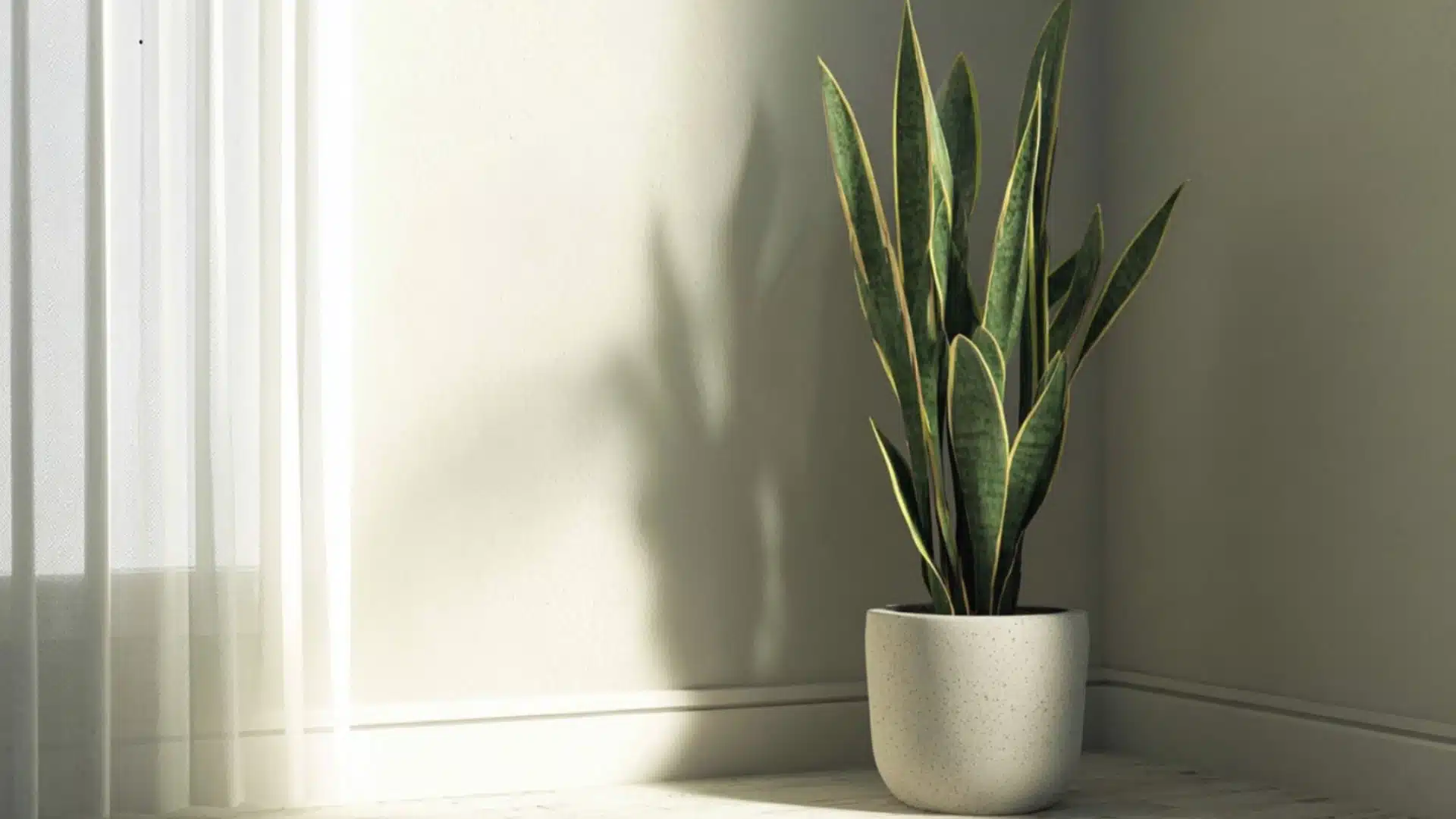 snake plant with tall green and yellow striped leaves growing upright in a white pot near a bright window