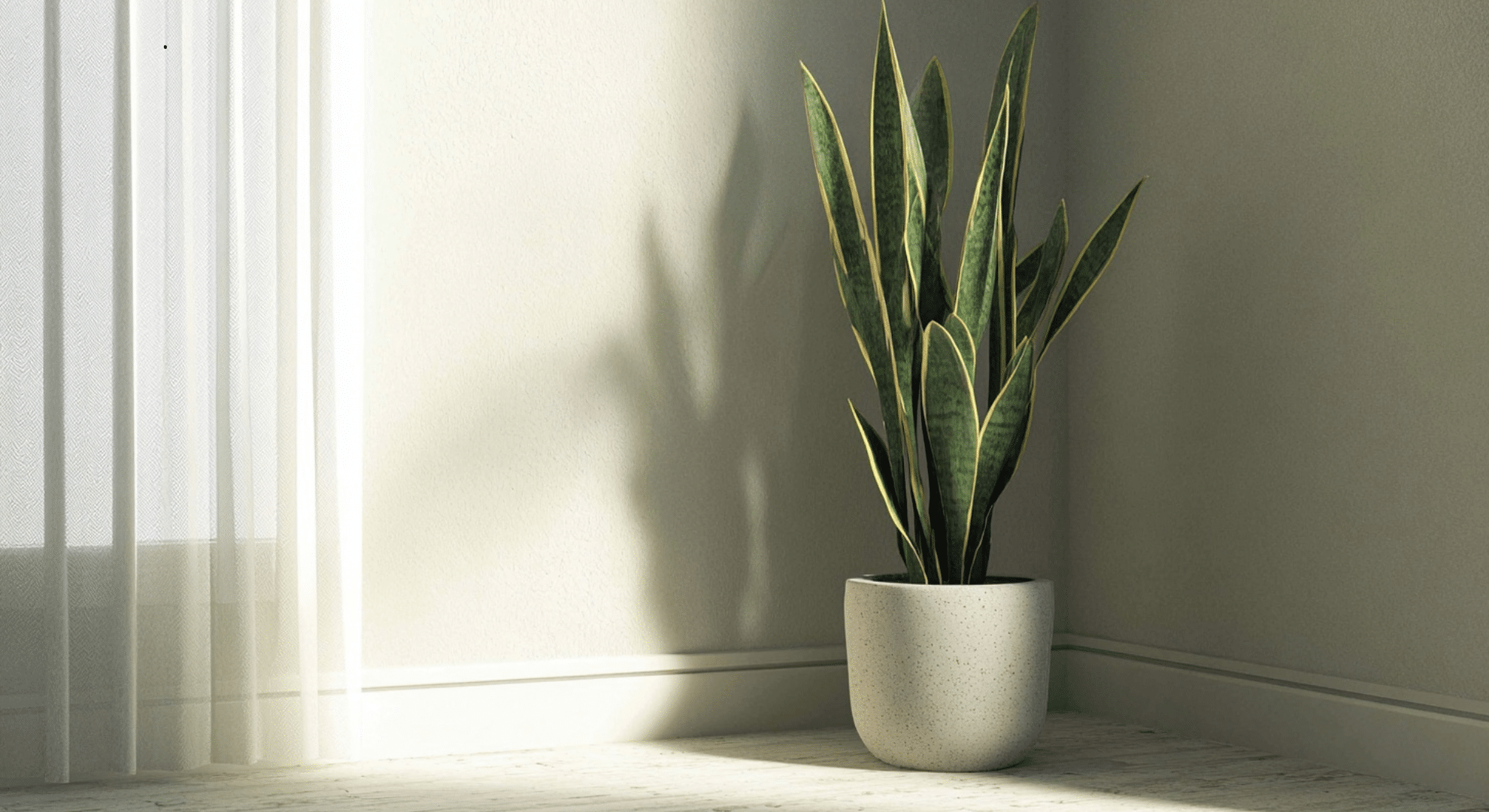 tall snake plant with stiff green and yellow striped leaves growing upright in a pot