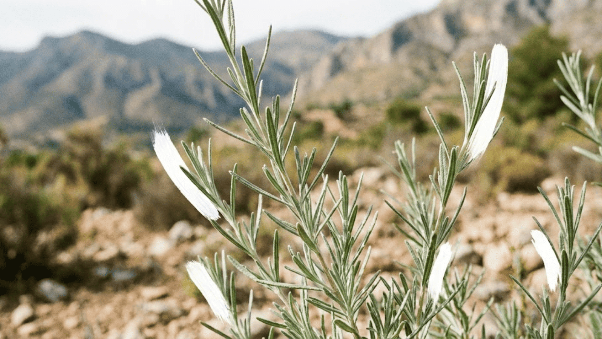 spanish sage