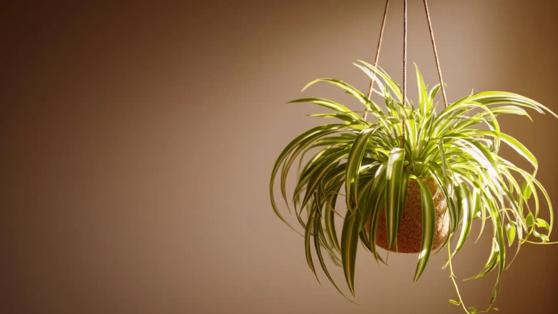 spider plant with long green and white striped leaves hanging in a basket with baby plantlets trailing down