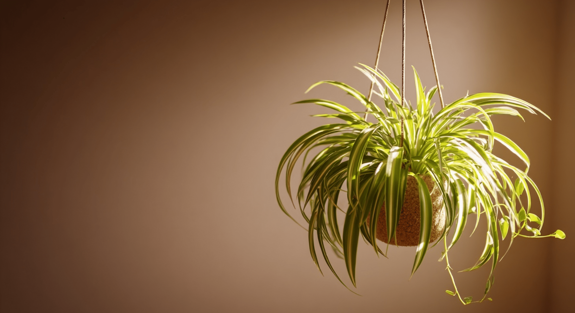 spider plant with long thin green and white striped leaves and small baby plantlets
