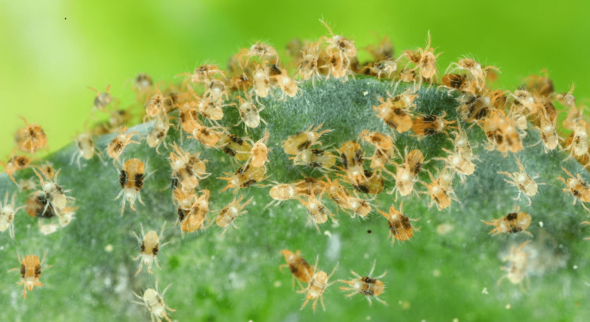spidermites