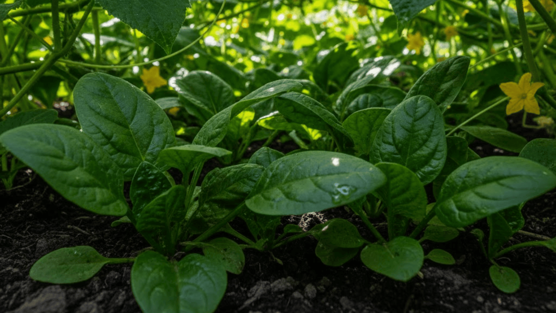 spinach