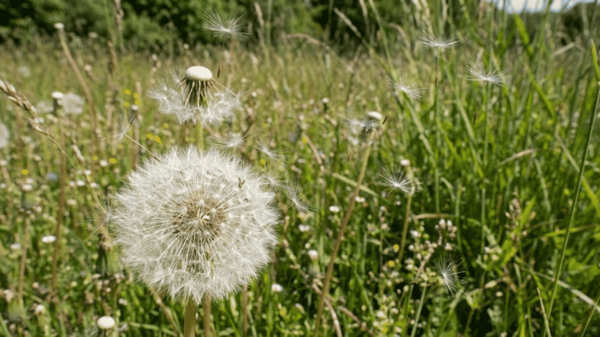 stage 1 dandelion seeds and their spread
