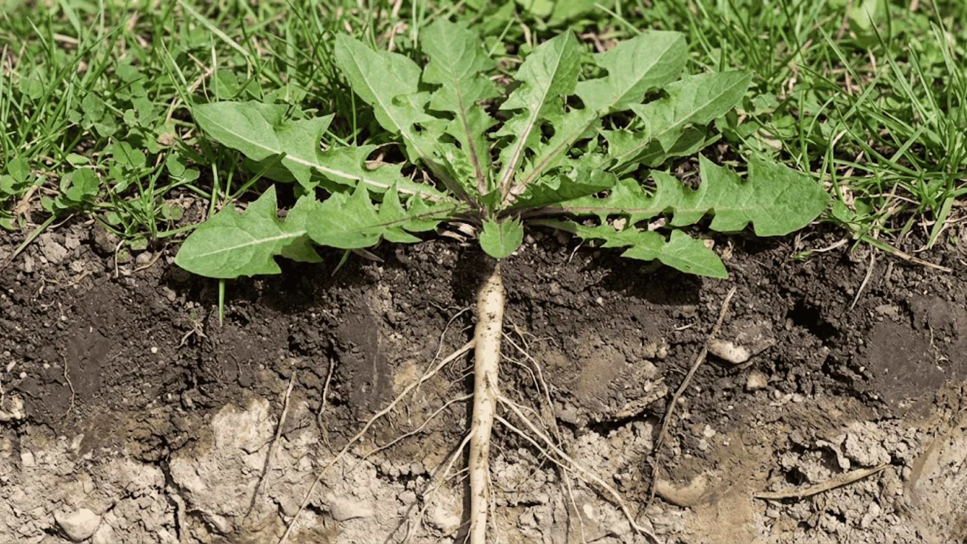 stage 3 seedling and early growth