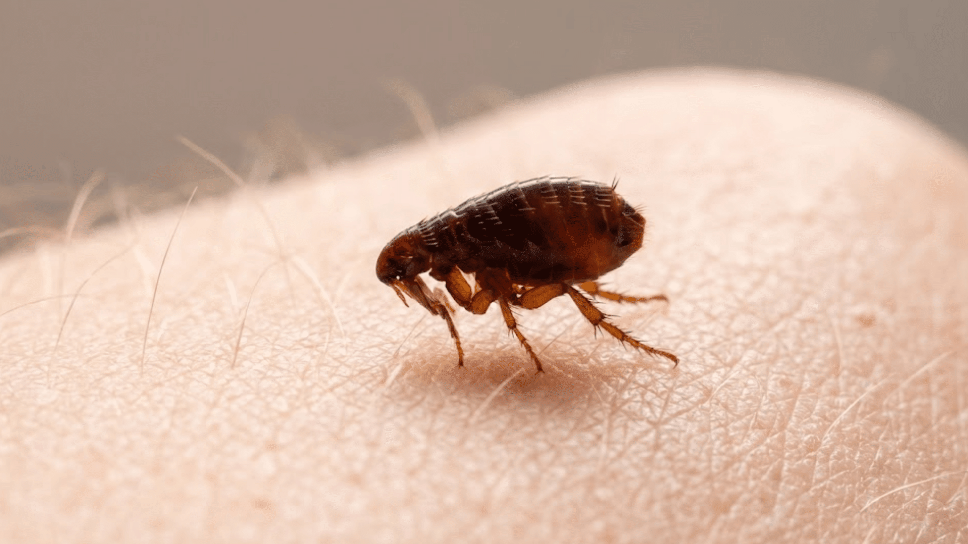 stage 4 adult fleas