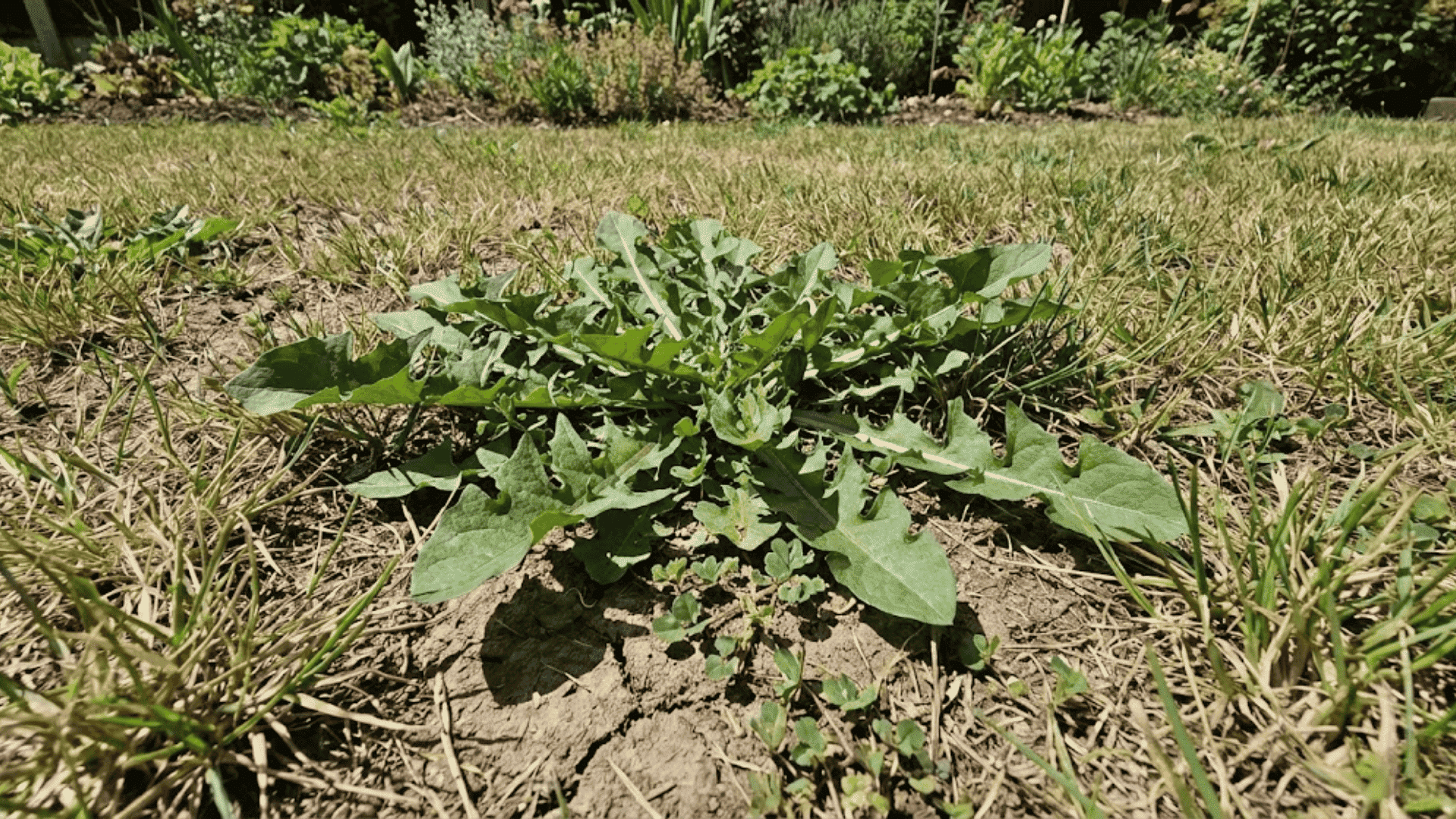stage 4 vegetative growth