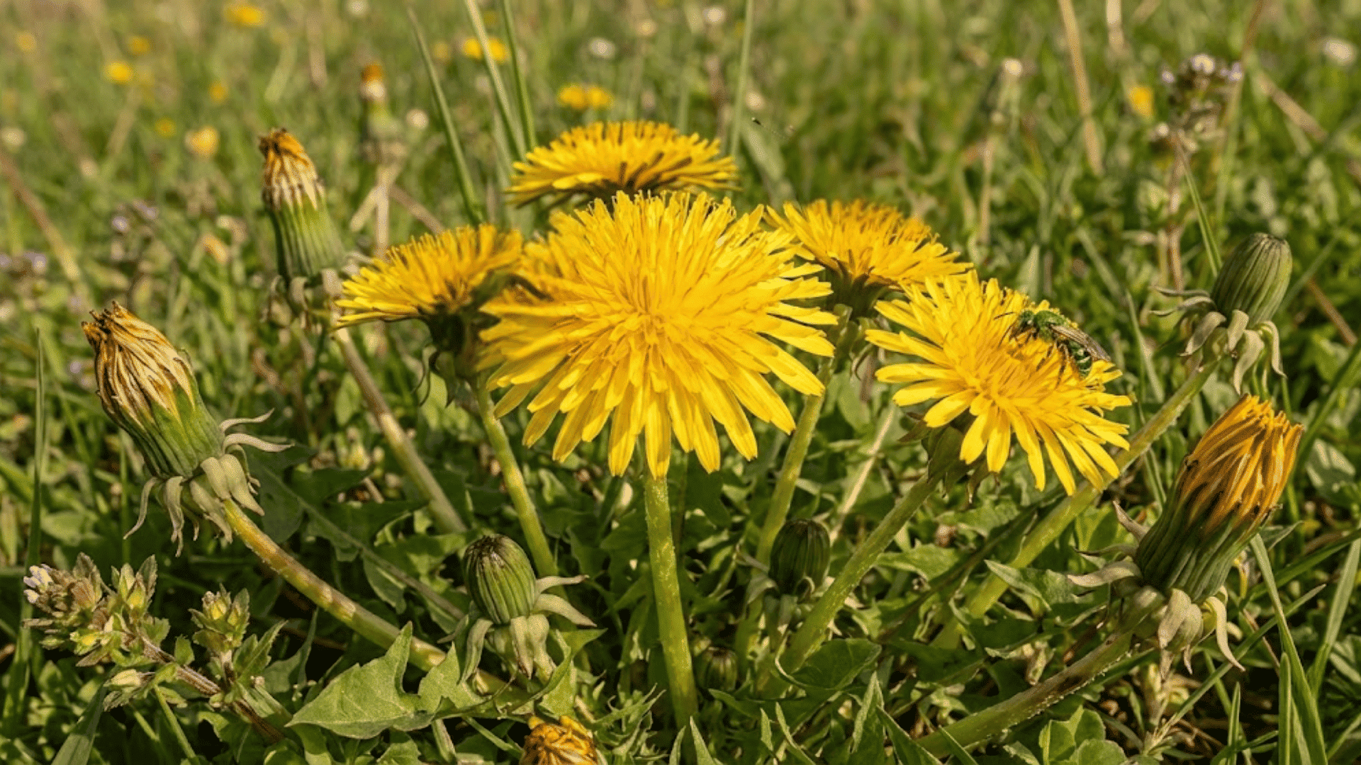 stage 5 flowering