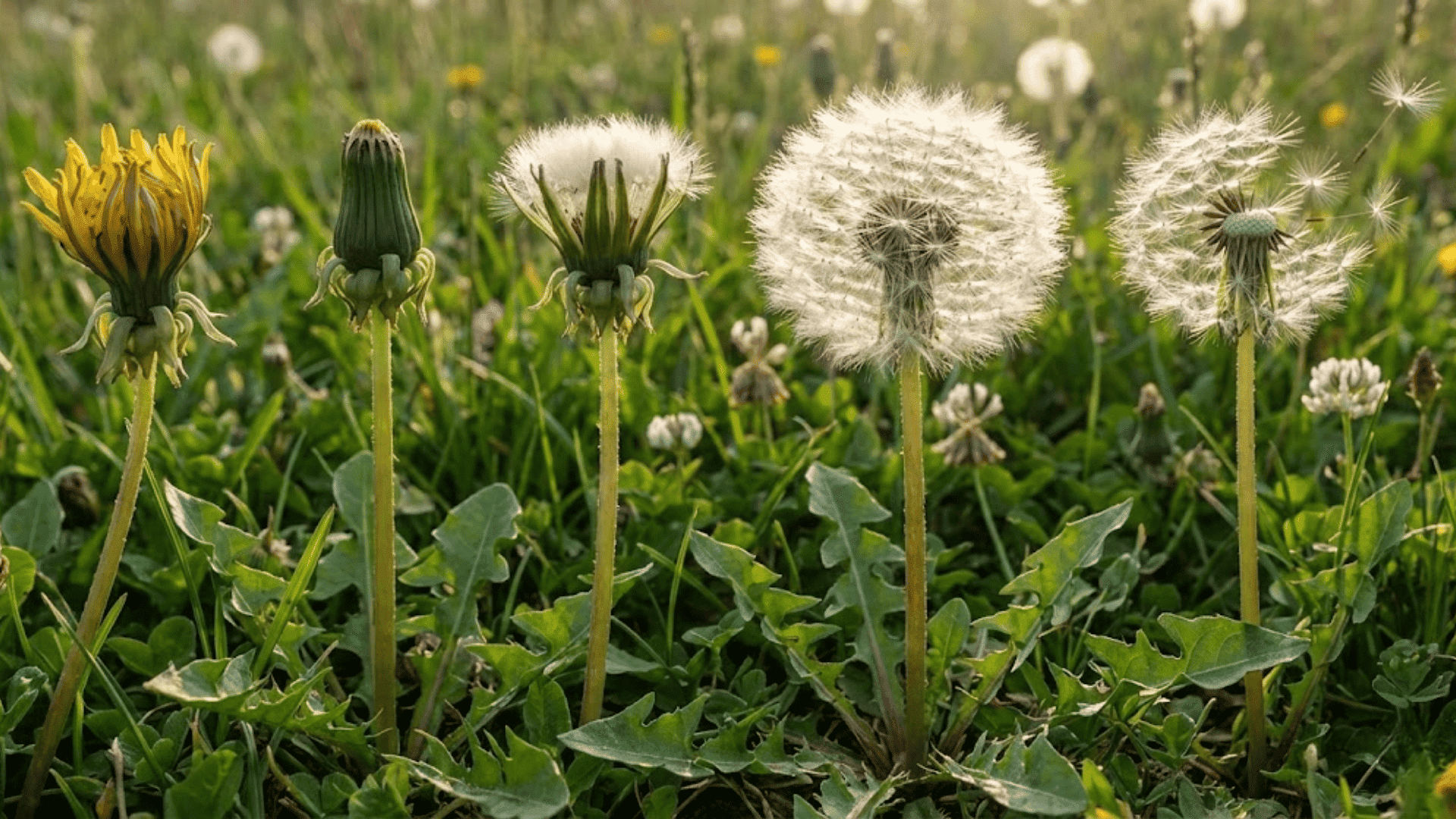 stage 6 seed head formation