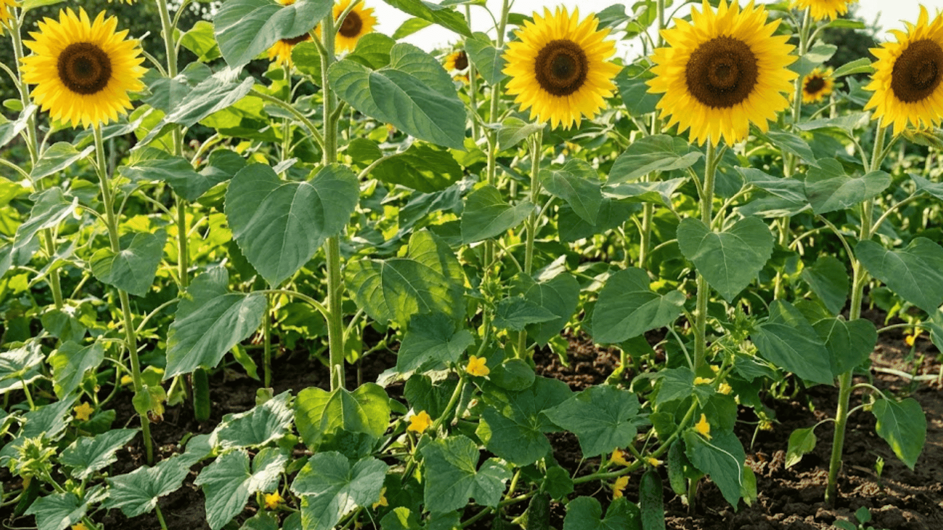 sunflowers