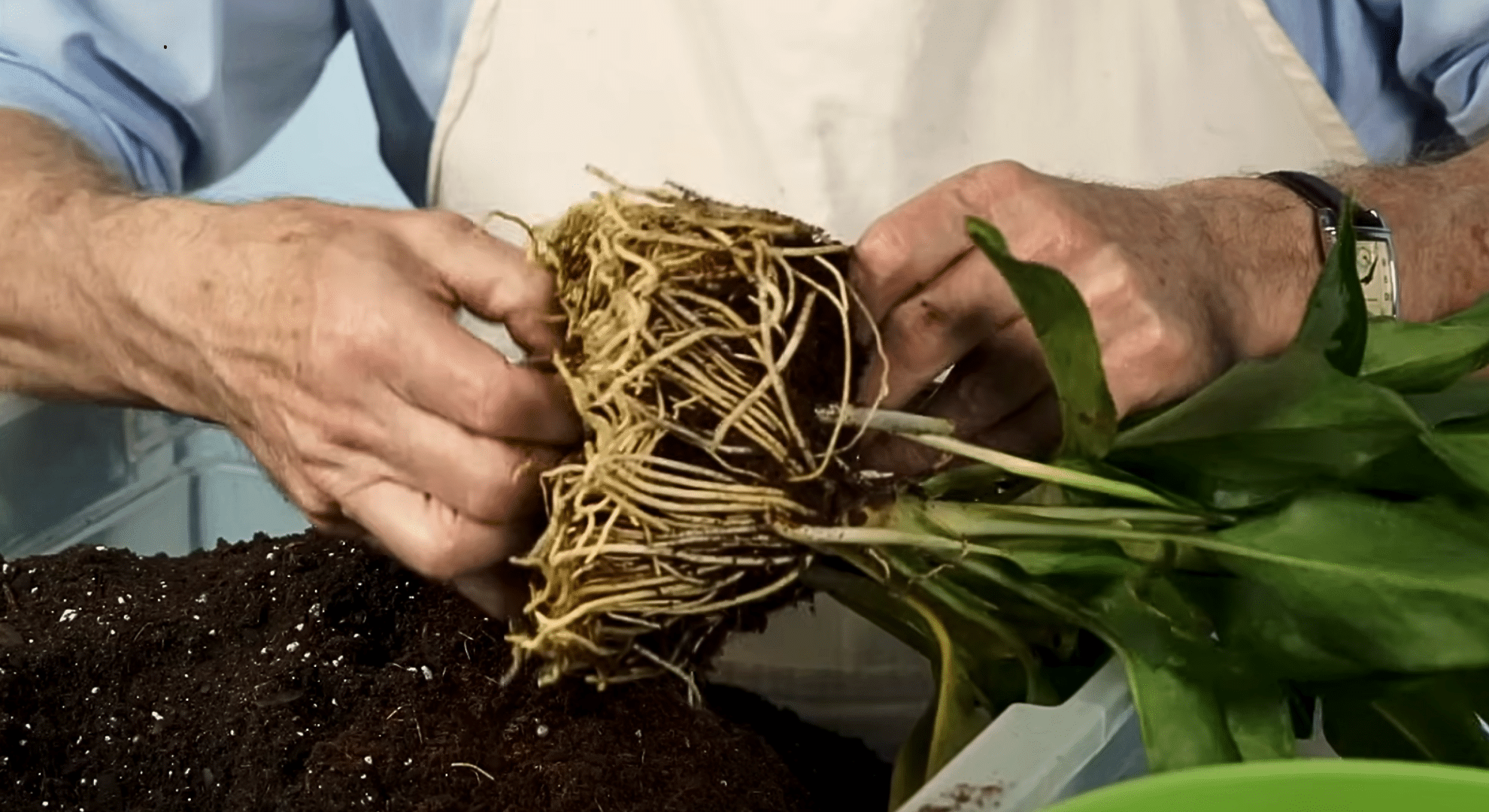 take the plant out and loosen the roots