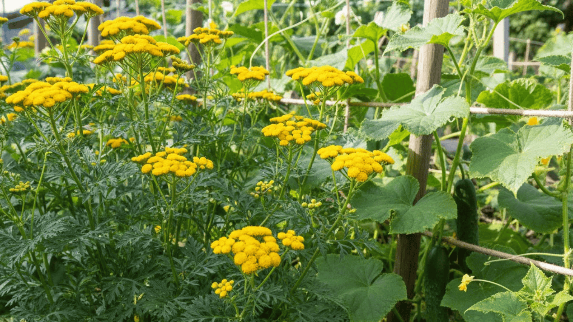 tansy
