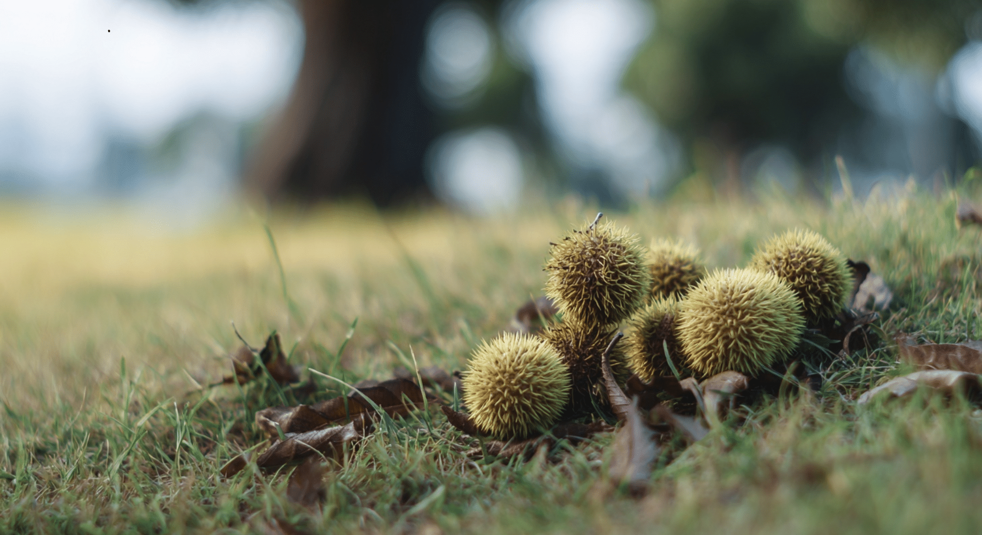 thick woody or hard seed pods