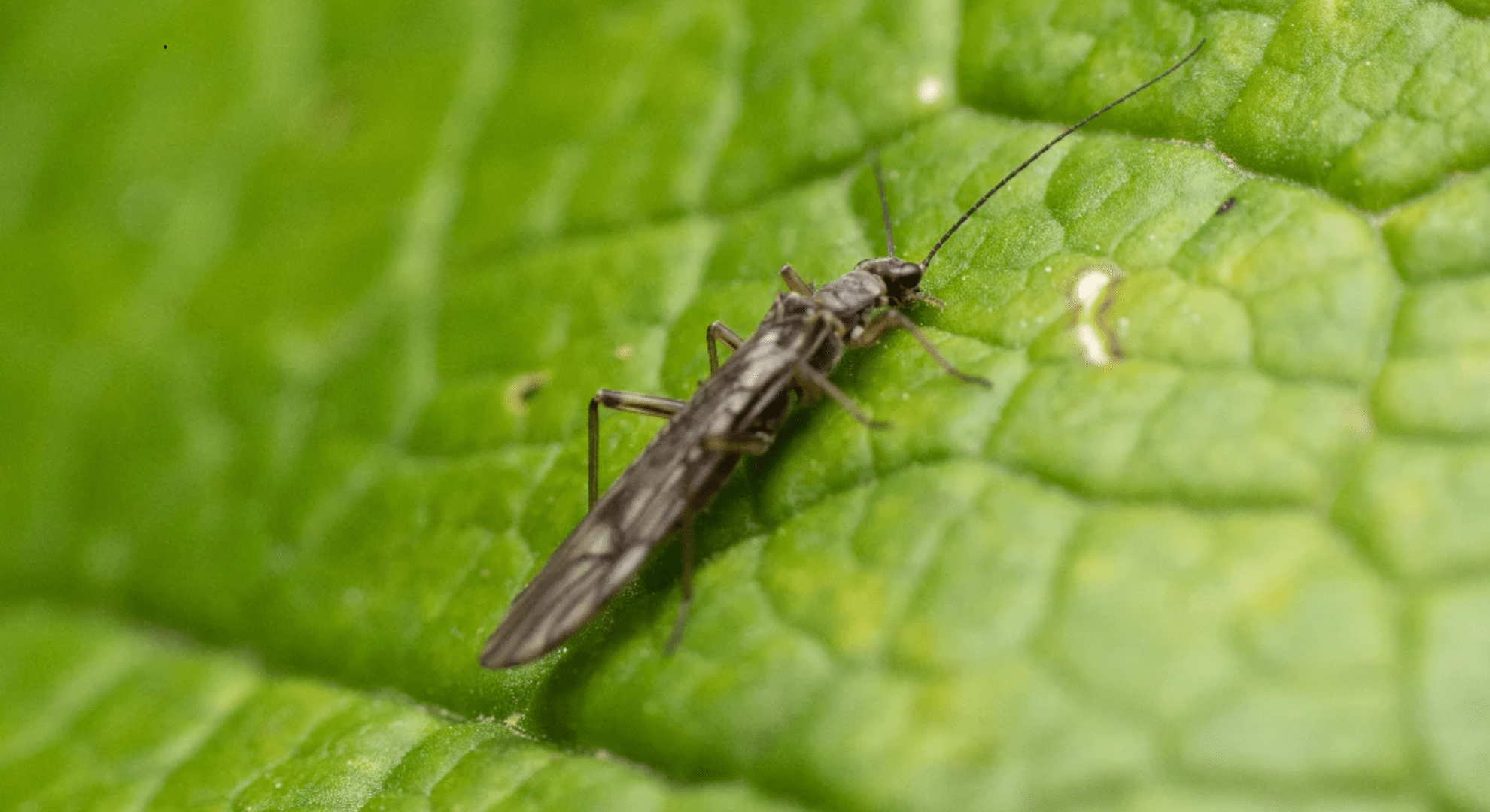 thrips