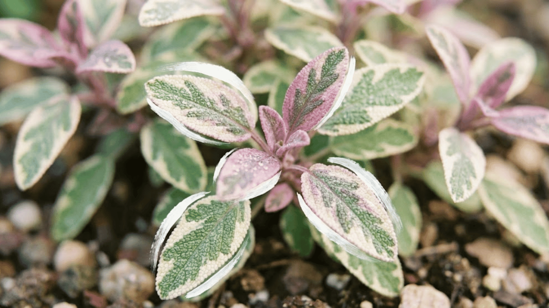 tricolor sage