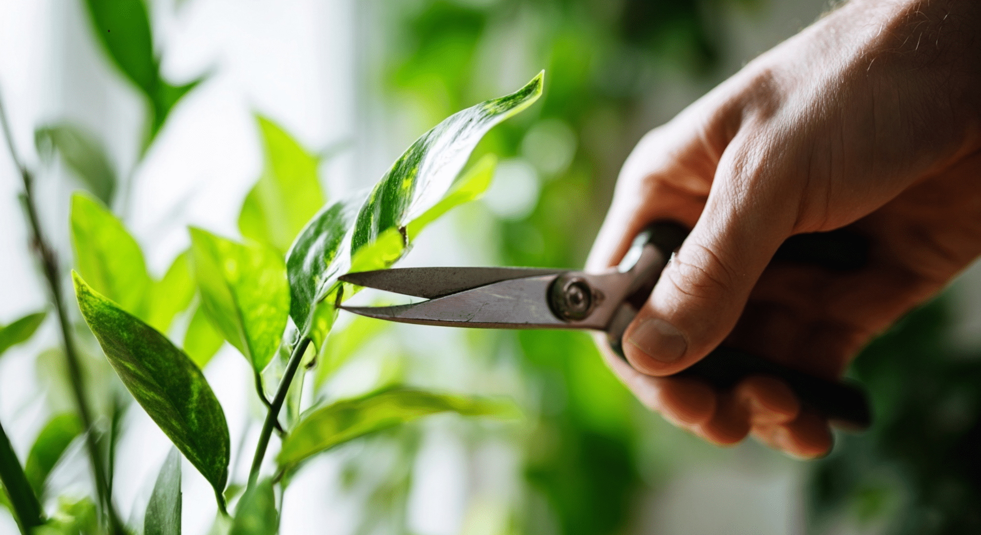 trim or remove heavily infested areas