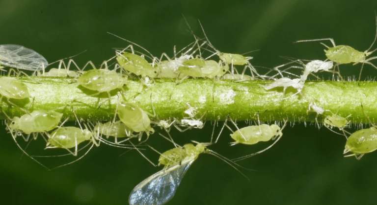 types of aphids