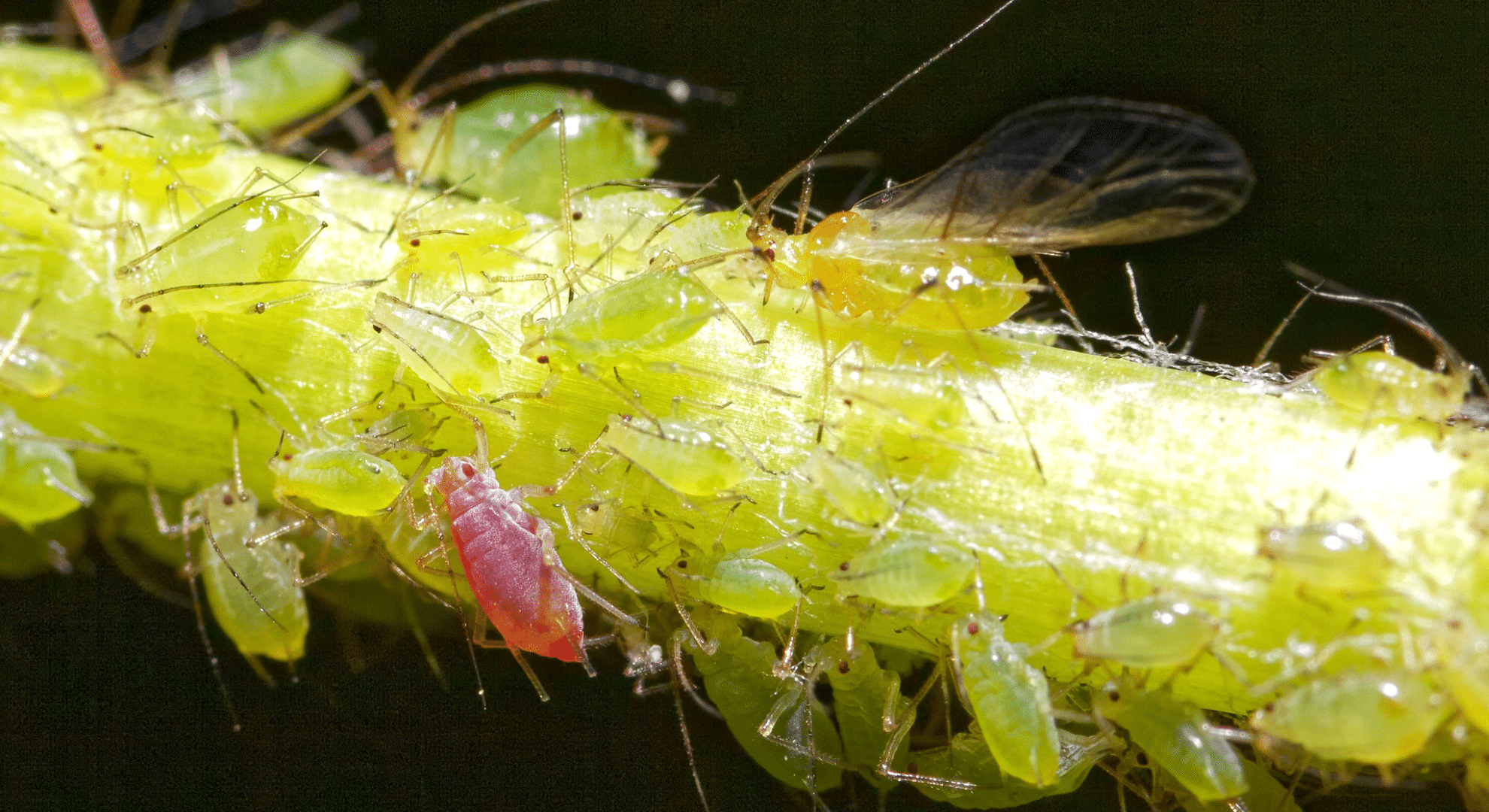 types of aphids and how they are classified