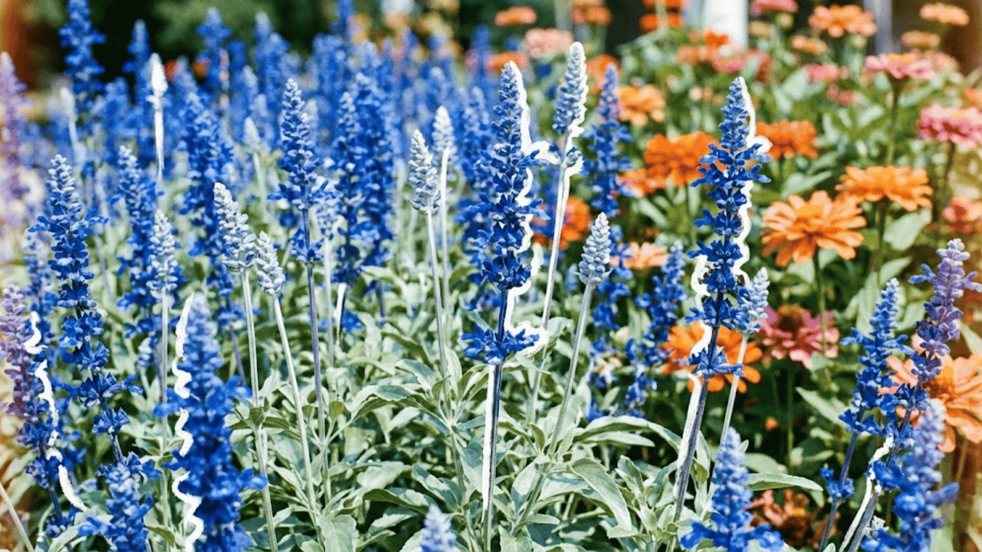 victoria blue sage