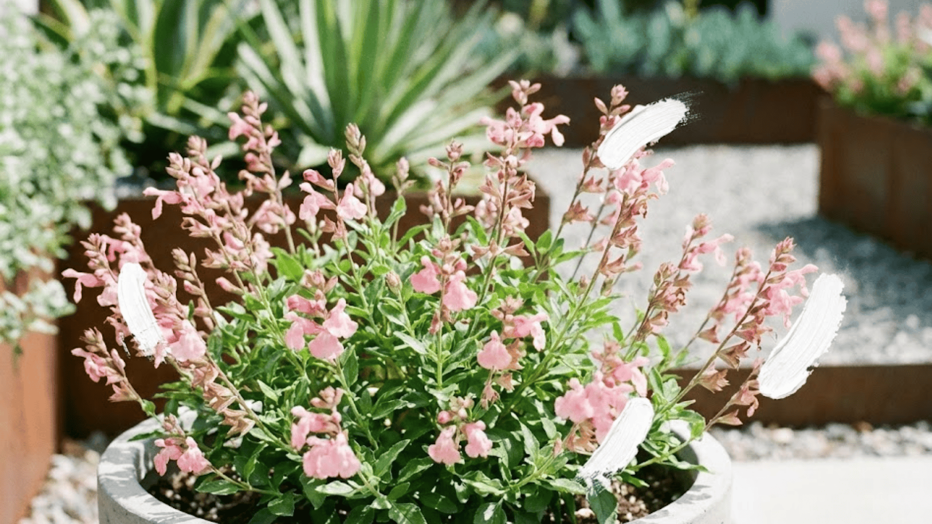 waverly sage