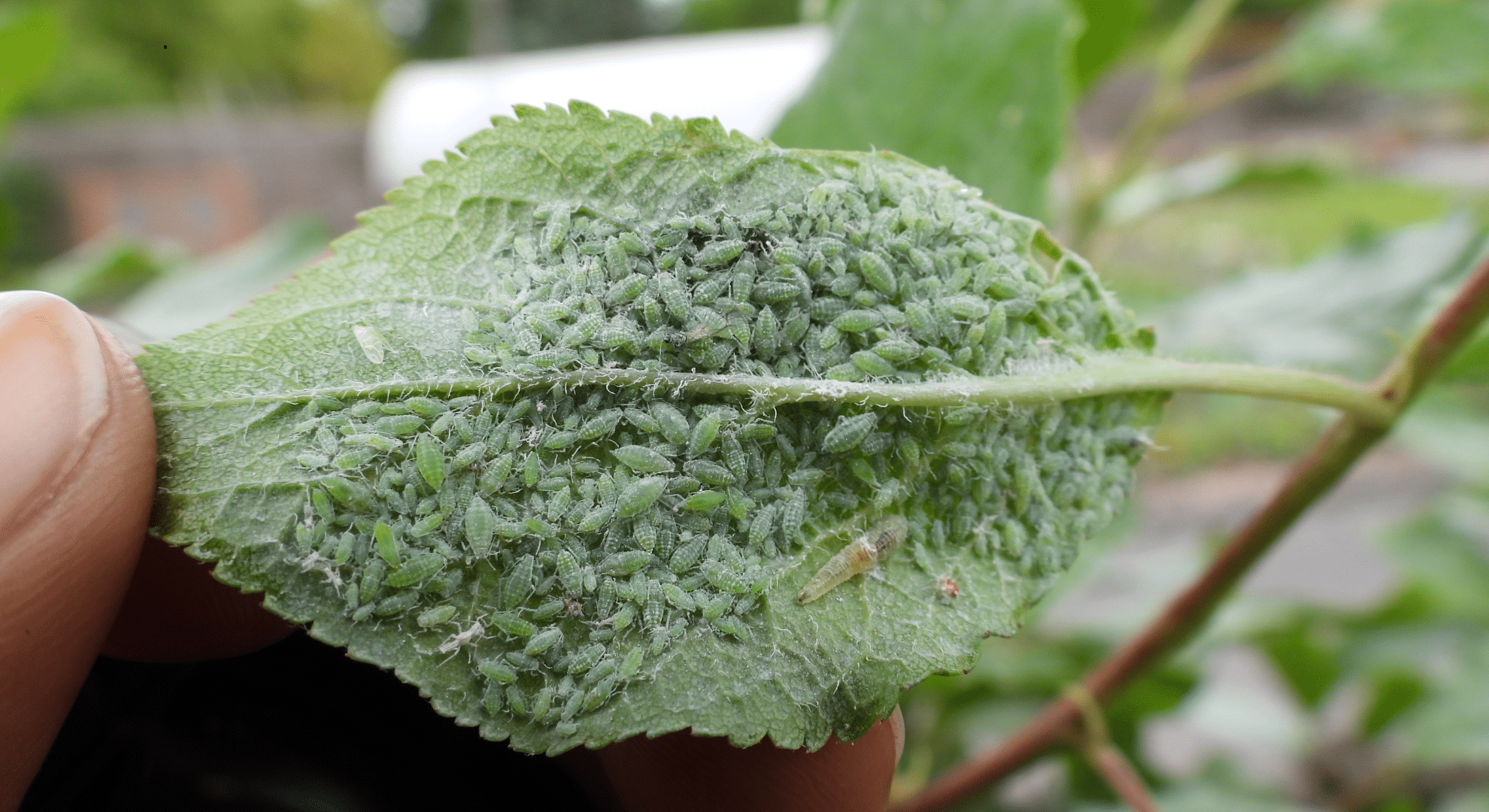 what an aphid infestation looks like