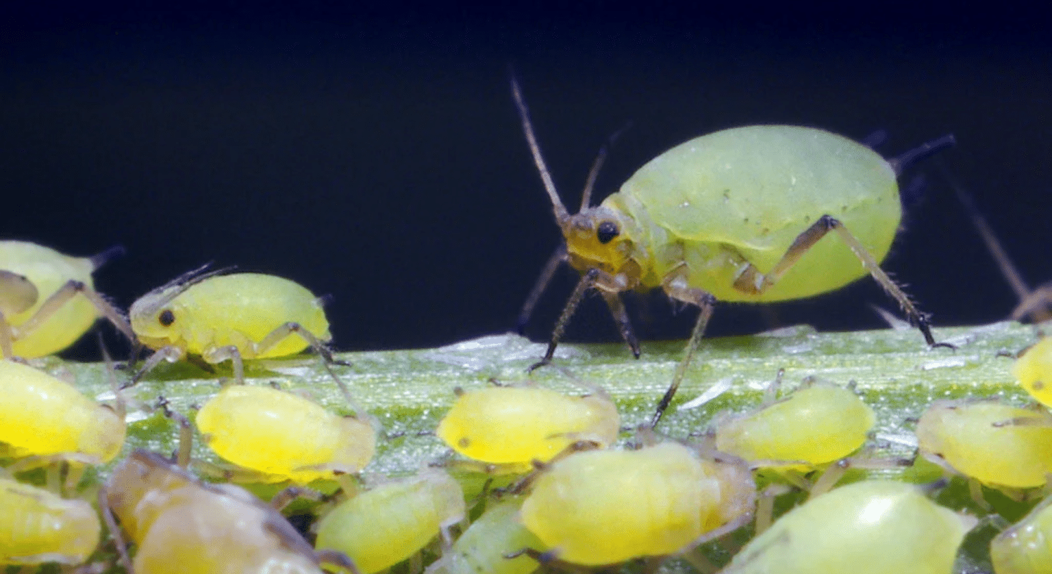 Common Types of Aphids and How to Spot Them - Seed Sheets