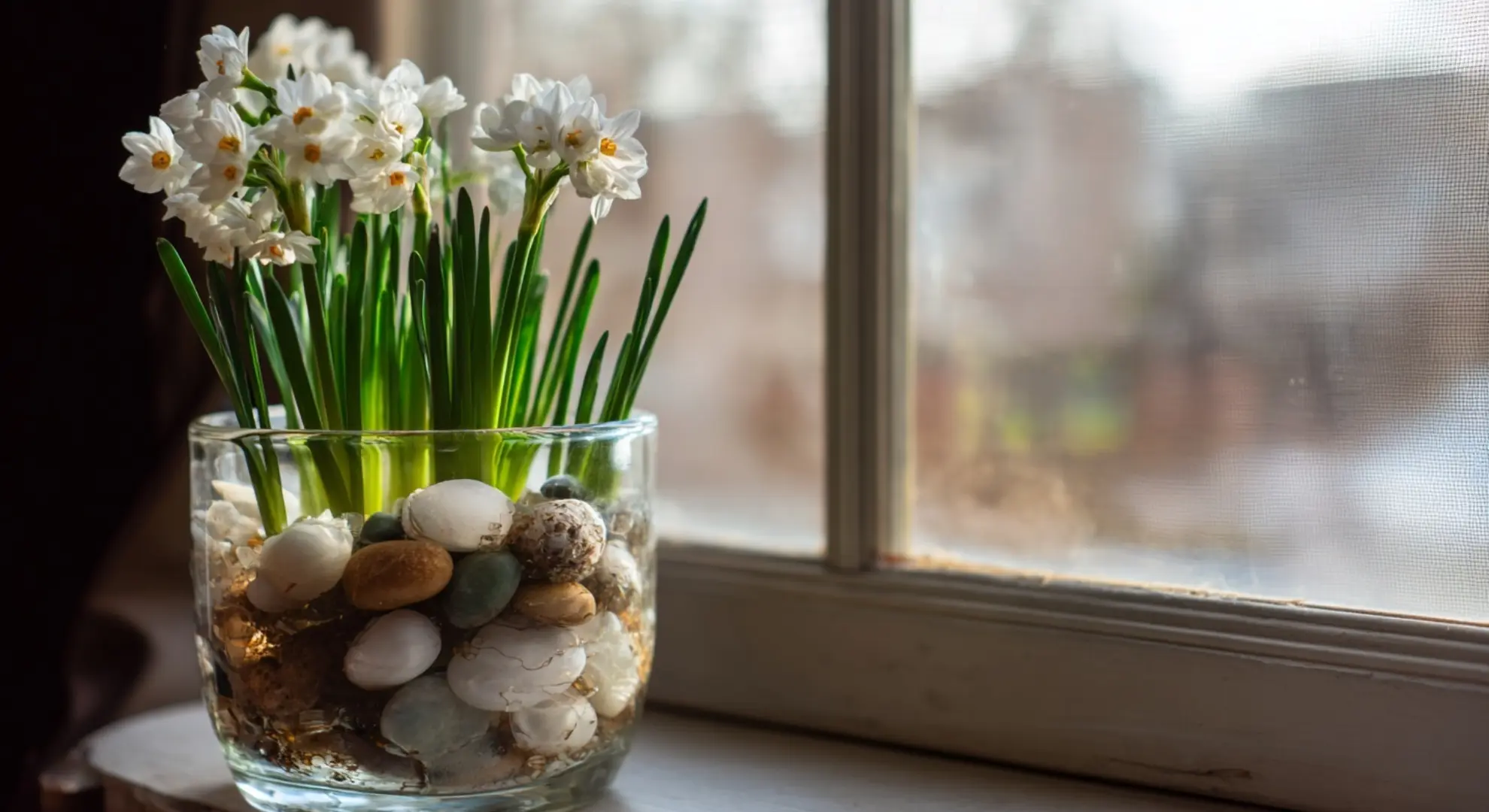 white paperwhite flowers forced in a glass container with stones on a windowsill