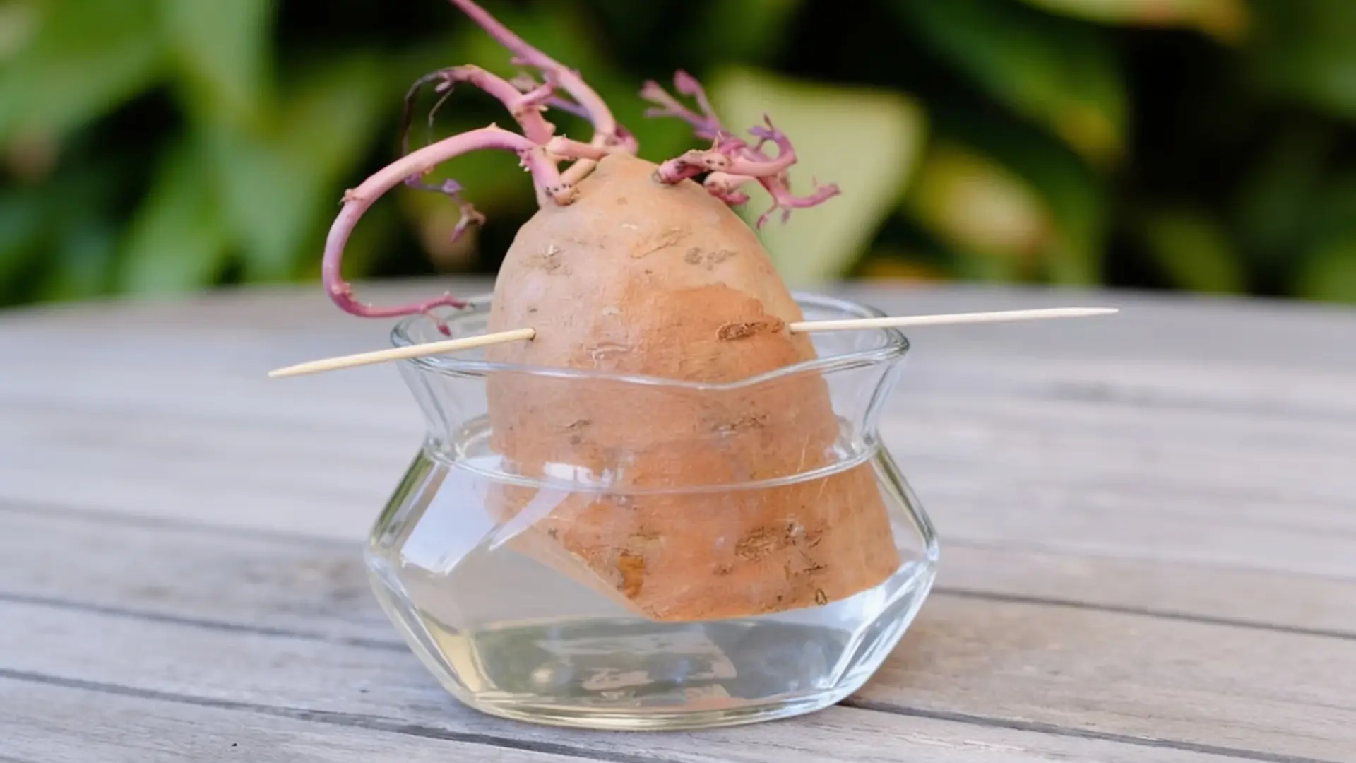 sweet potato sprouting in water with fresh slips growing from the top in glass container