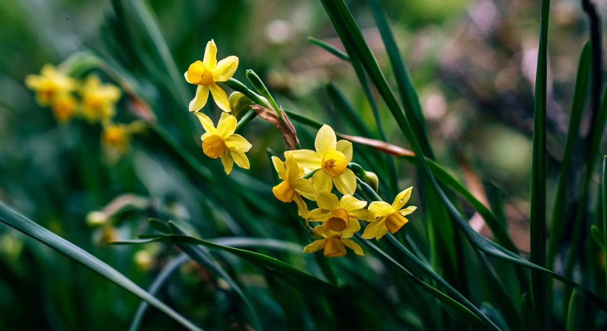 cluster of small fragrant yellow jonquil blooms growing among thin grass-like green leaves