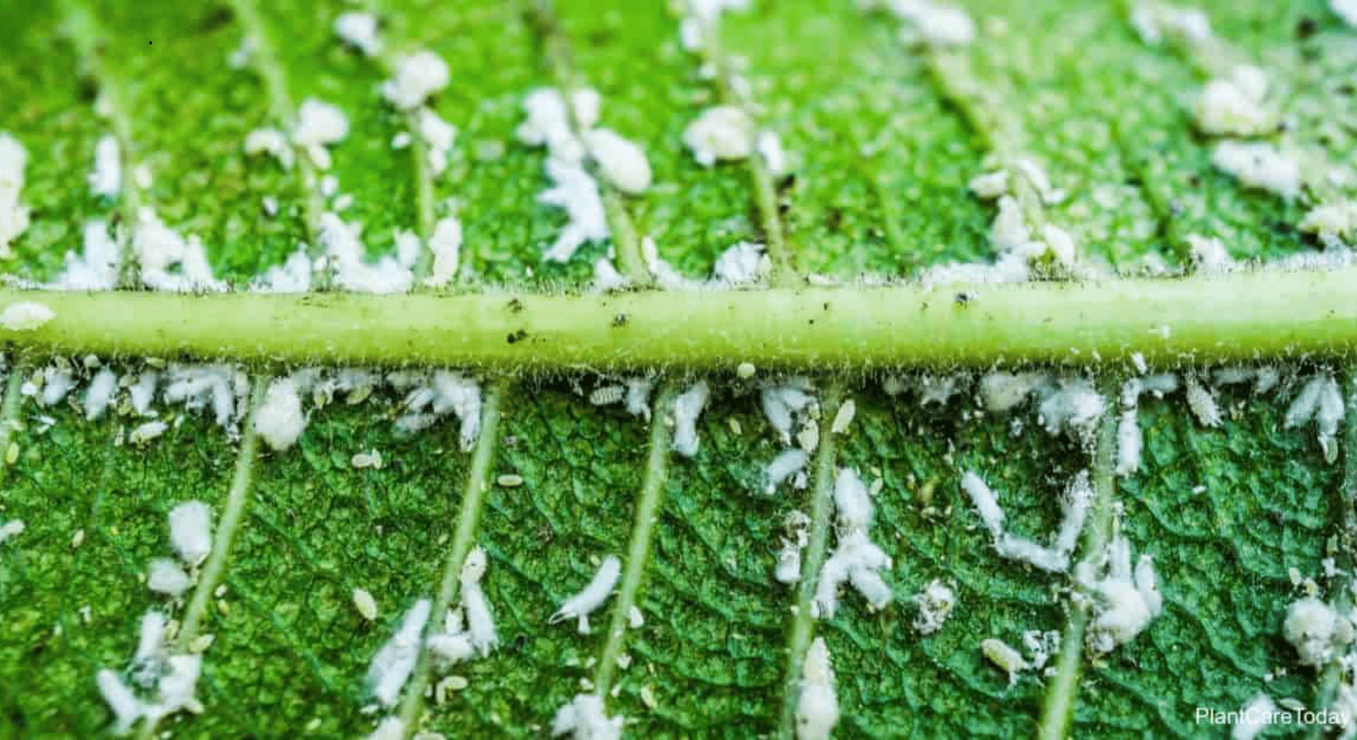 white aphids